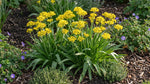 Allium 'Moly Jeannine' (Yellow garlic) image 6