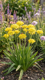 Allium 'Moly Jeannine' (Yellow garlic) image 7