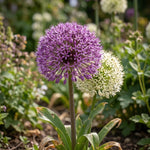 Allium 'Large Flowering Mix' - Harding & Bloom
