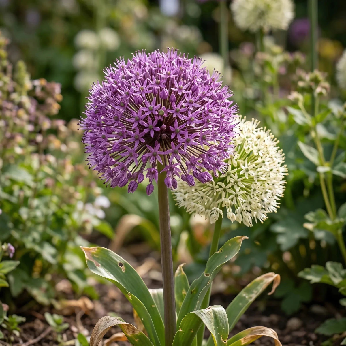 Allium 'Large Flowering Mix' - Harding & Bloom