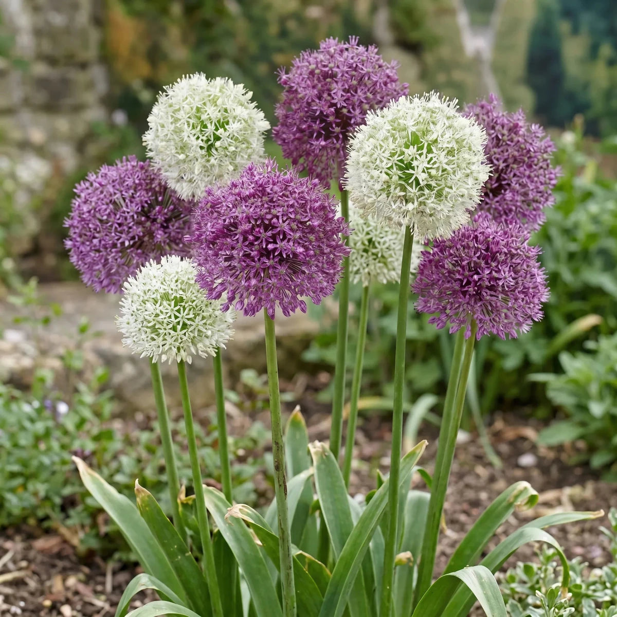 Allium 'Large Flowering Mix' - Harding & Bloom