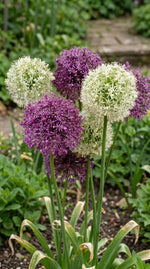 Allium 'Large Flowering Mix' - Harding & Bloom