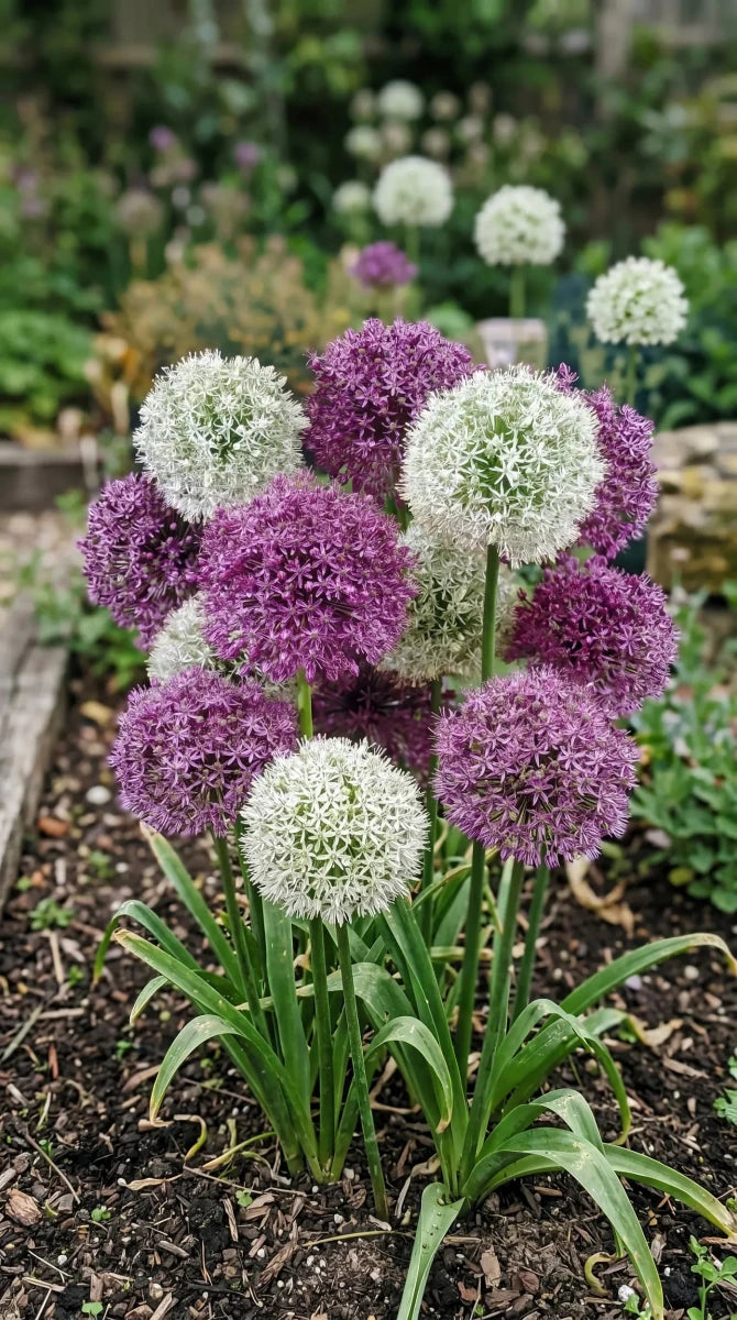 Allium 'Large Flowering Mix' - Harding & Bloom