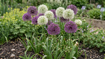 Allium 'Large Flowering Mix' - Harding & Bloom