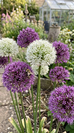 Allium 'Large Flowering Mix' - Harding & Bloom