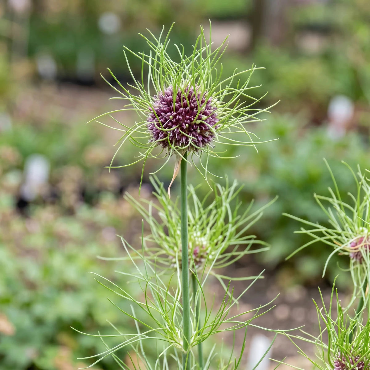 Allium 'Hair' - Harding & Bloom