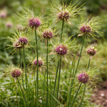 Allium 'Hair' - Harding & Bloom