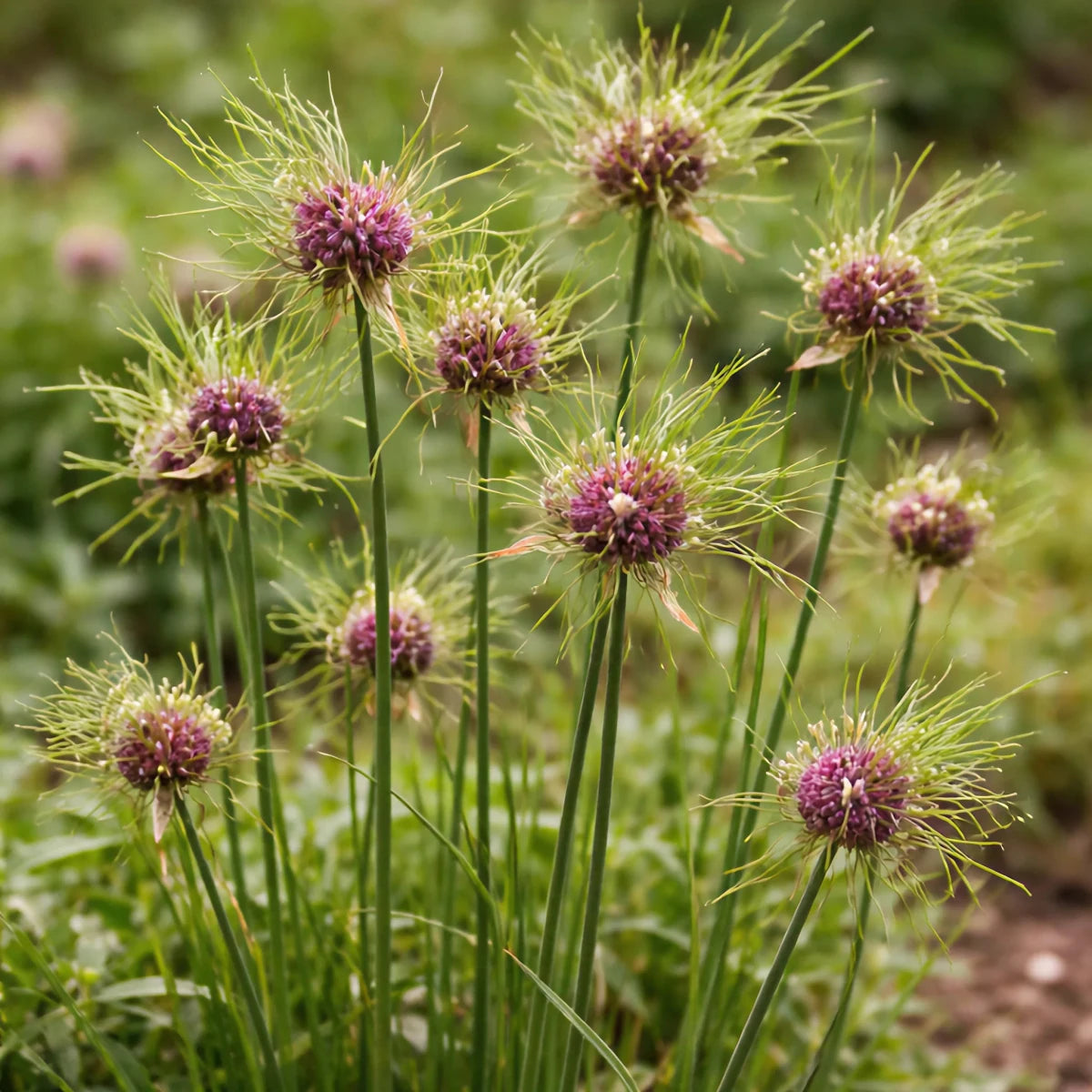 Allium 'Hair' - Harding & Bloom