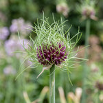 Allium 'Hair' - Harding & Bloom