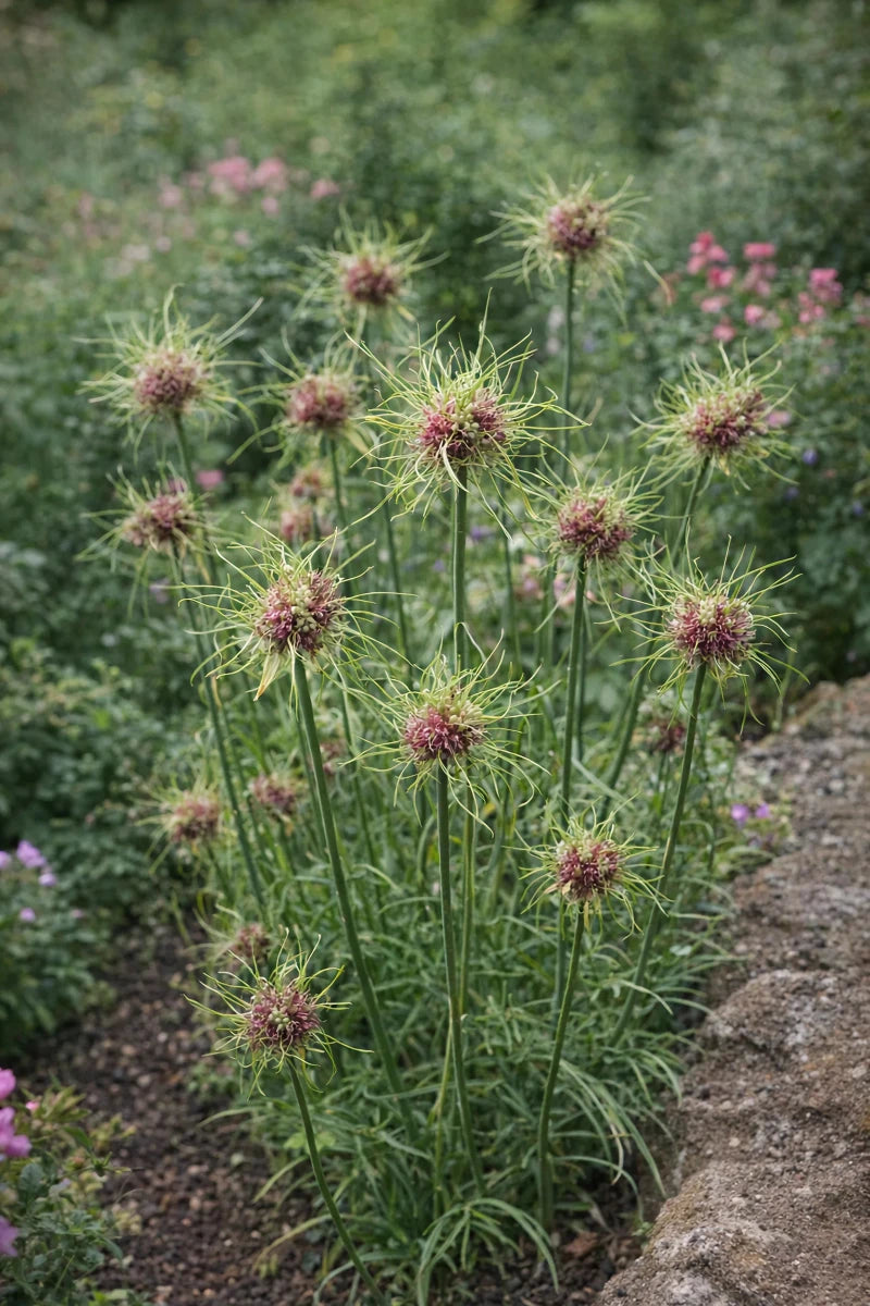 Allium 'Hair' - Harding & Bloom