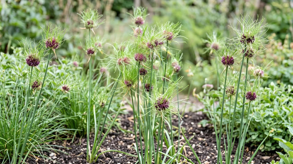 Allium 'Hair' - Harding & Bloom