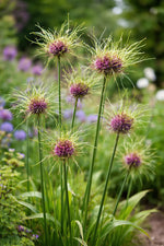 Allium 'Hair' - Harding & Bloom