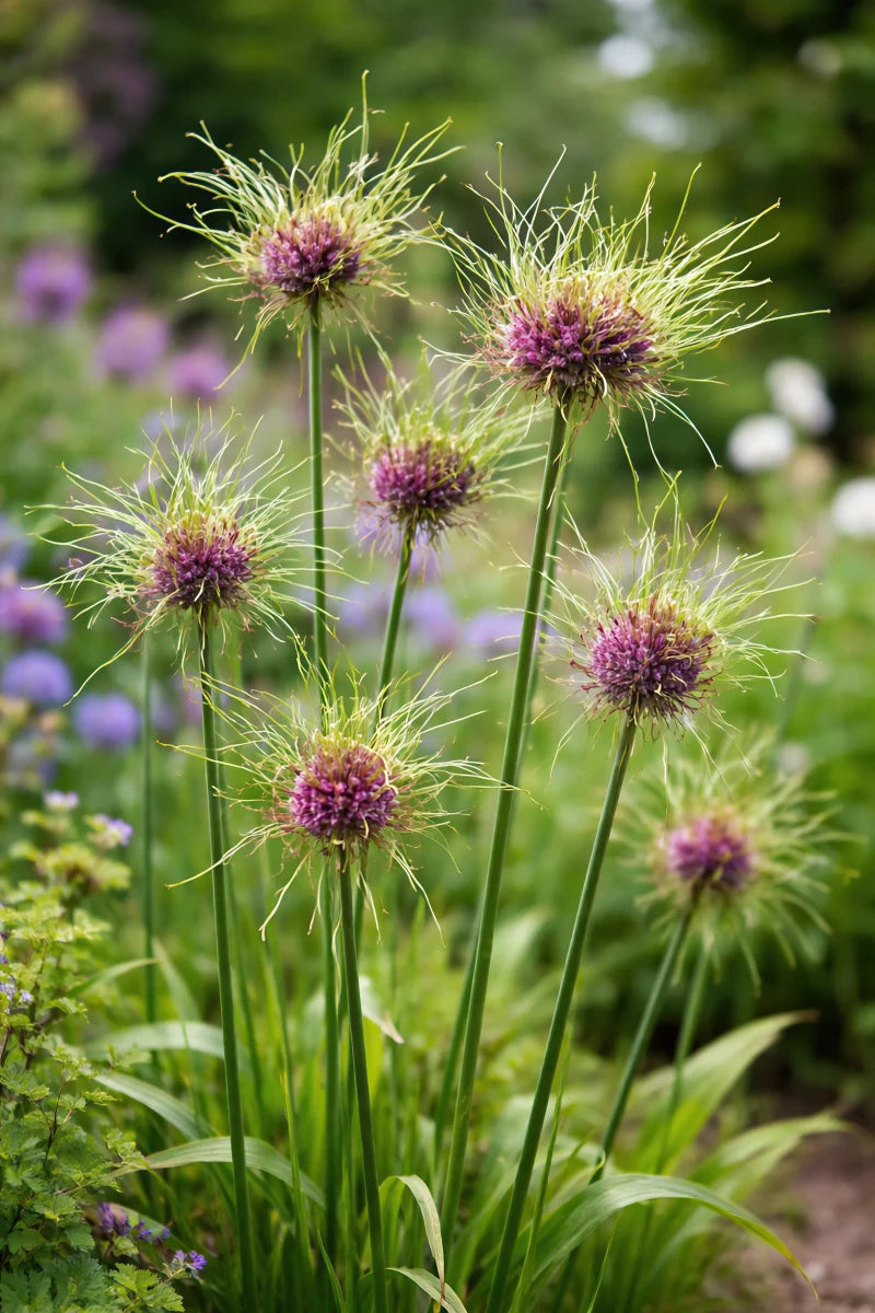 Allium 'Hair' - Harding & Bloom