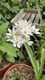 Allium 'Cowanii' (Neapolitan garlic (Cowanii Group)) - Harding & Bloom