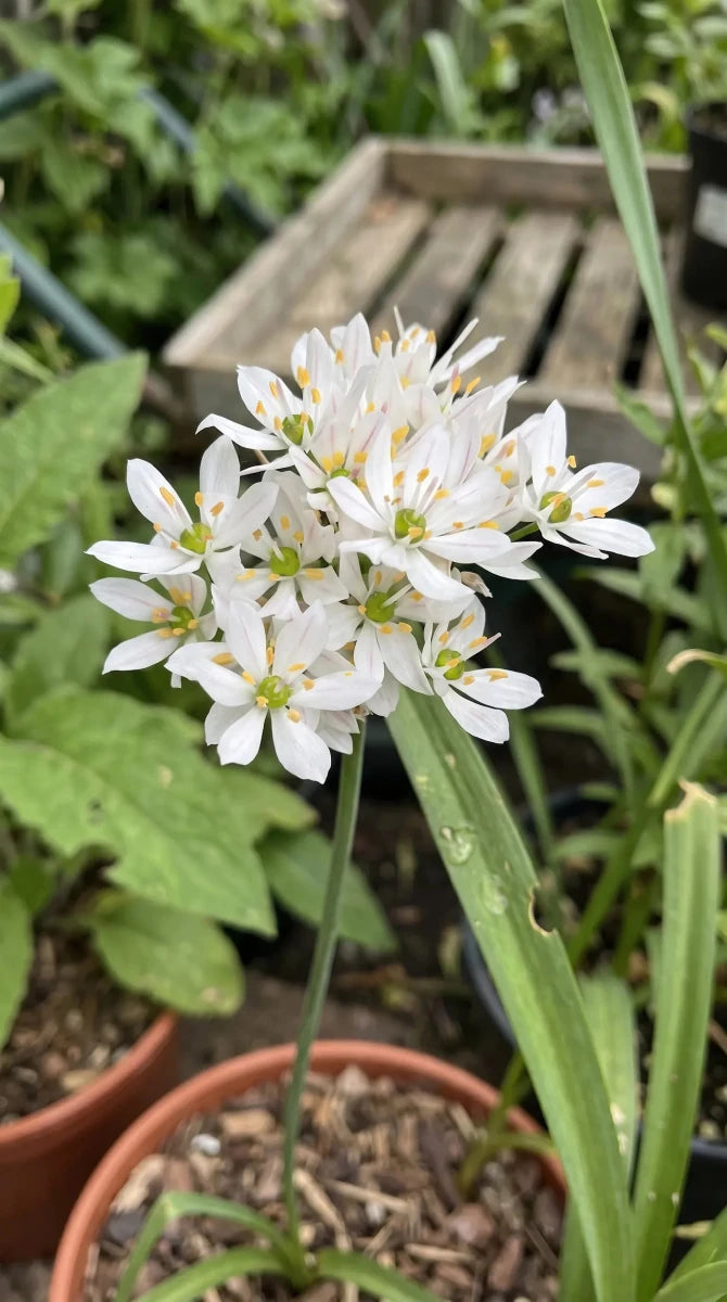 Allium 'Cowanii' (Neapolitan garlic (Cowanii Group)) - Harding & Bloom
