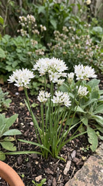 Allium 'Cowanii' (Neapolitan garlic (Cowanii Group)) - Harding & Bloom