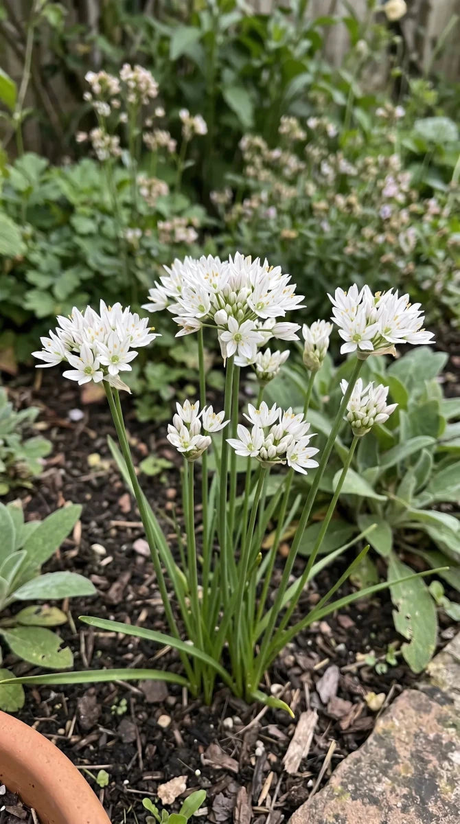 Allium 'Cowanii' (Neapolitan garlic (Cowanii Group)) - Harding & Bloom