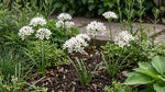 Allium 'Cowanii' (Neapolitan garlic (Cowanii Group)) - Harding & Bloom