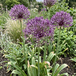 Allium 'Christophii' (Star of Persia) - Harding & Bloom