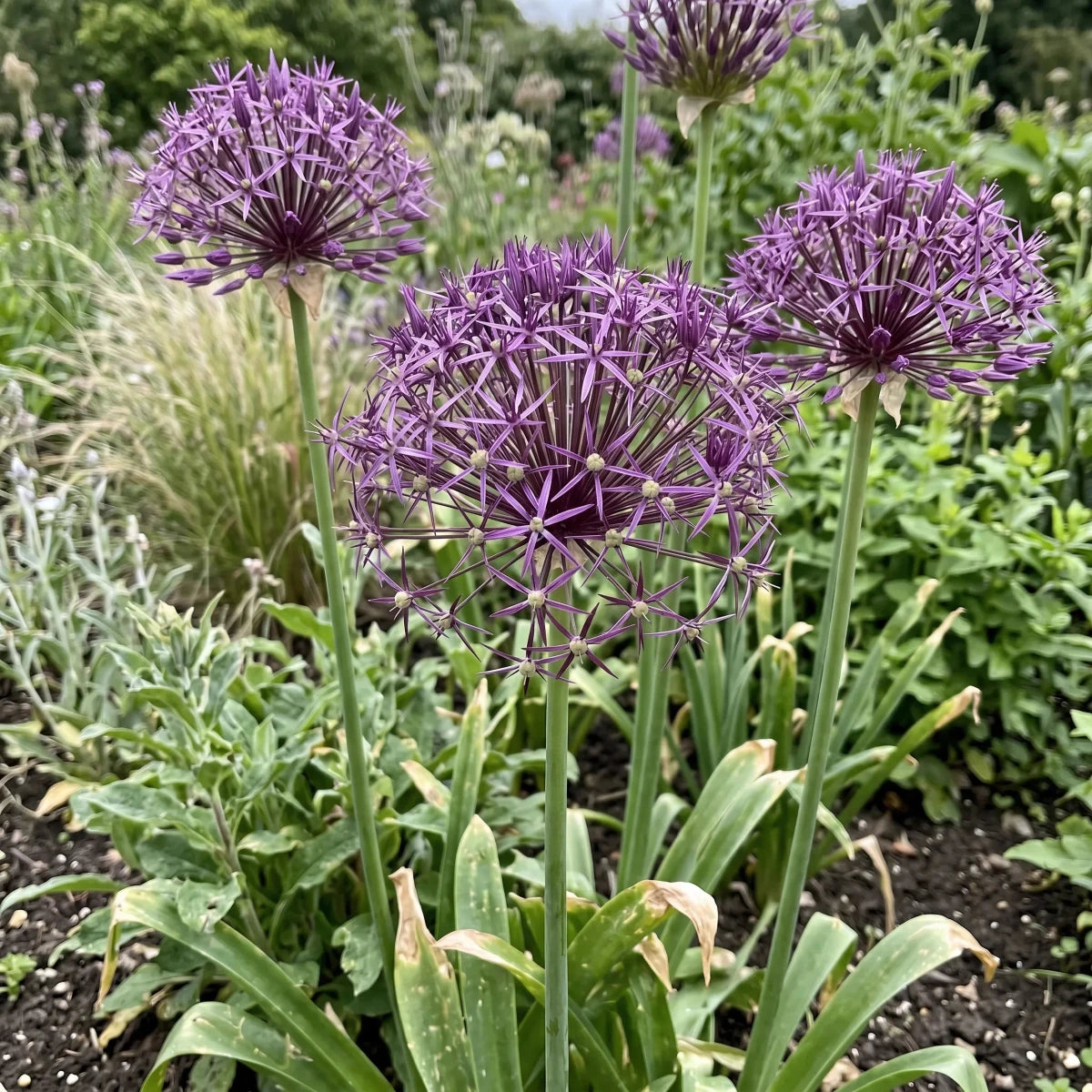 Allium 'Christophii' (Star of Persia) - Harding & Bloom
