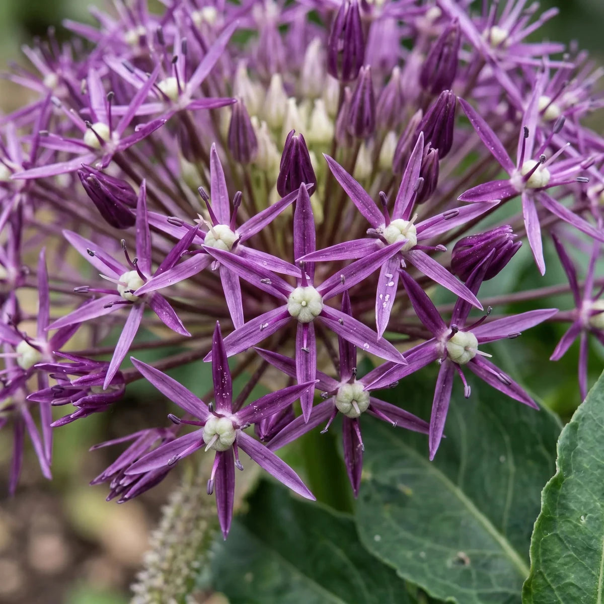 Allium 'Christophii' (Star of Persia) - Harding & Bloom