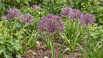 Allium 'Christophii' (Star of Persia) - Harding & Bloom