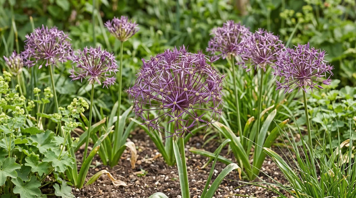 Allium 'Christophii' (Star of Persia) - Harding & Bloom
