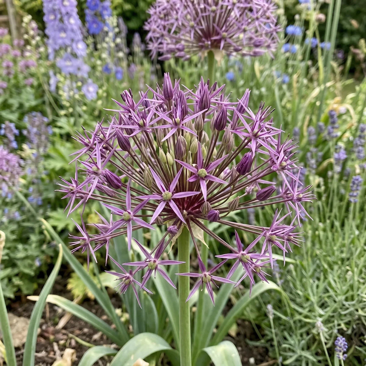 Allium 'Christophii' (Star of Persia) - Harding & Bloom