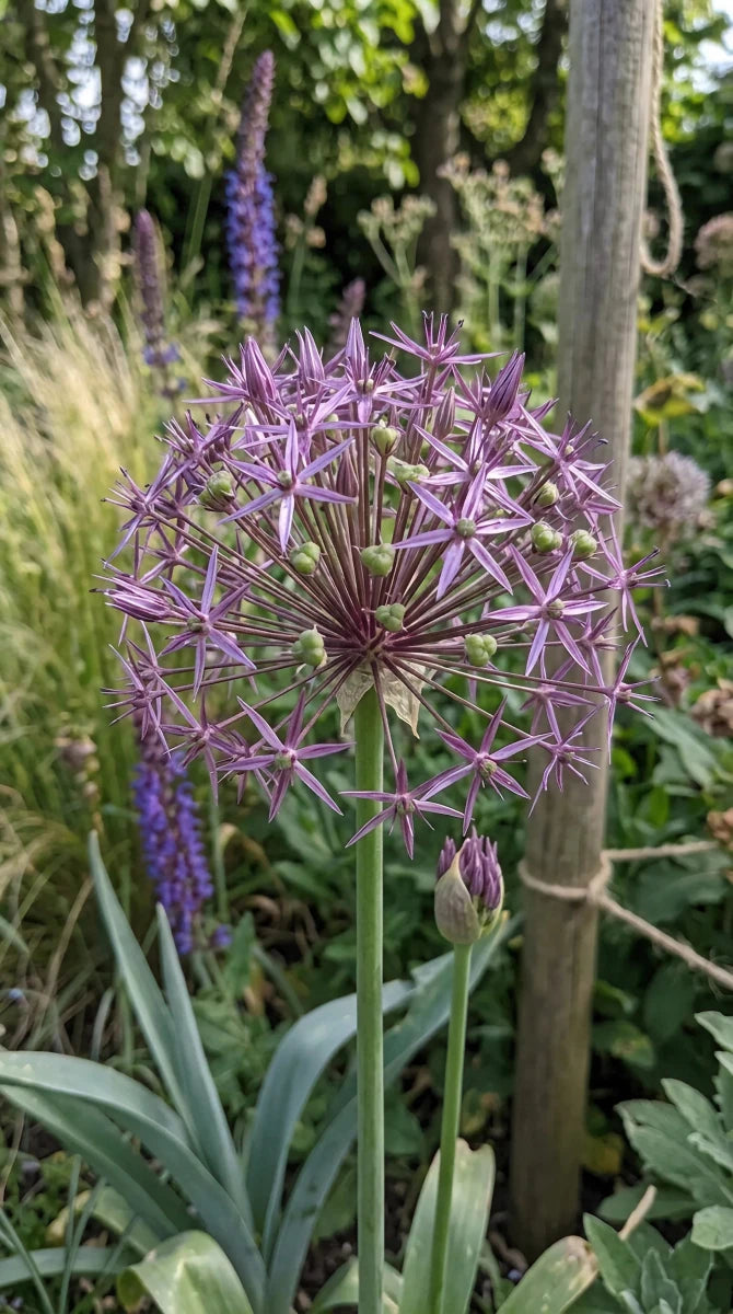 Allium 'Christophii' (Star of Persia) - Harding & Bloom