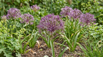 Allium 'Christophii' (Star of Persia) - Harding & Bloom