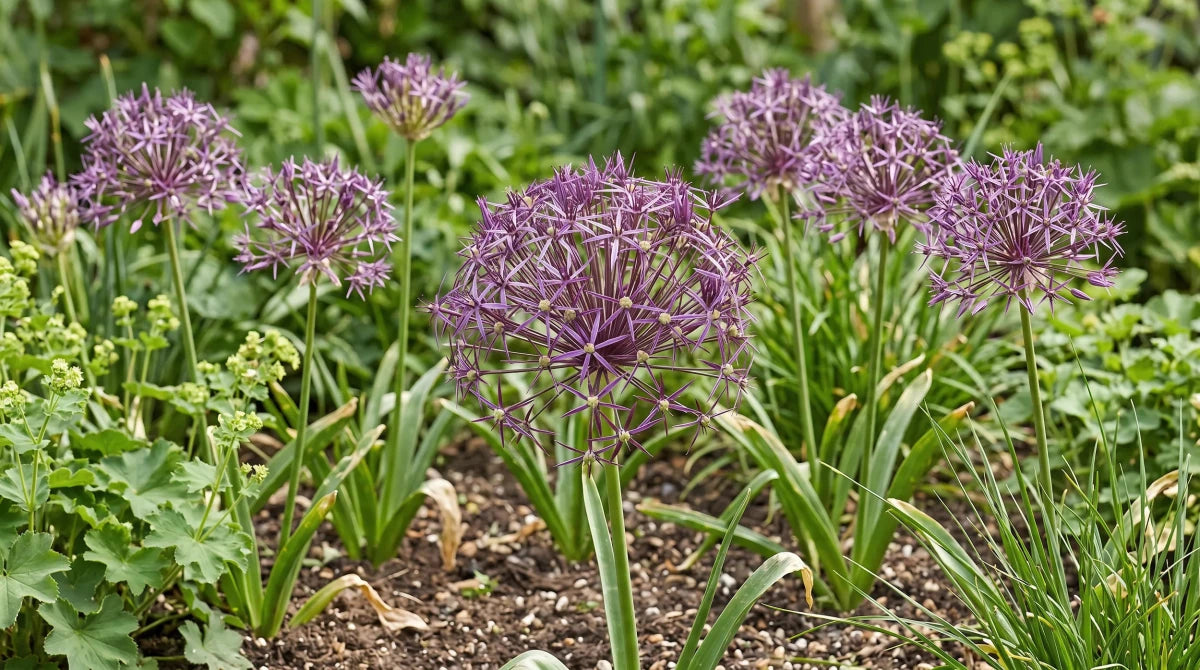 Allium 'Christophii' (Star of Persia) - Harding & Bloom