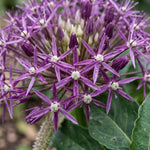 Allium 'Christophii' (Star of Persia) - Harding & Bloom