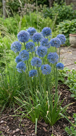 Allium 'Caeruleum' (blue-flowered garlic) - Harding & Bloom