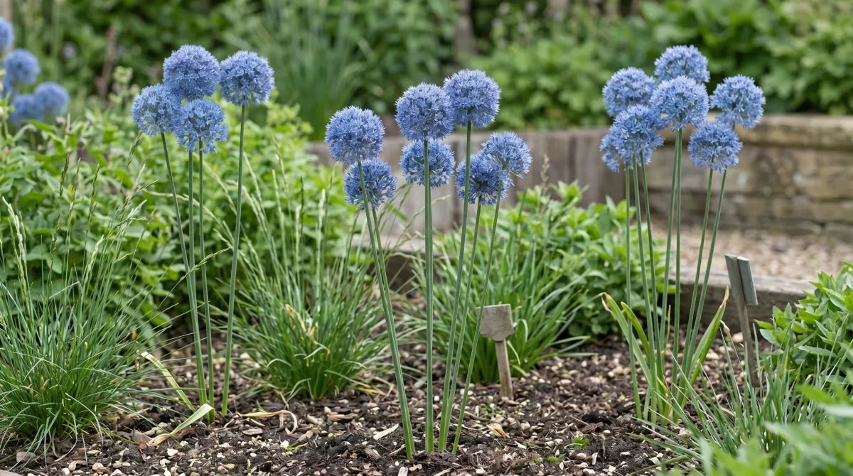 Allium 'Caeruleum' (blue-flowered garlic) - Harding & Bloom