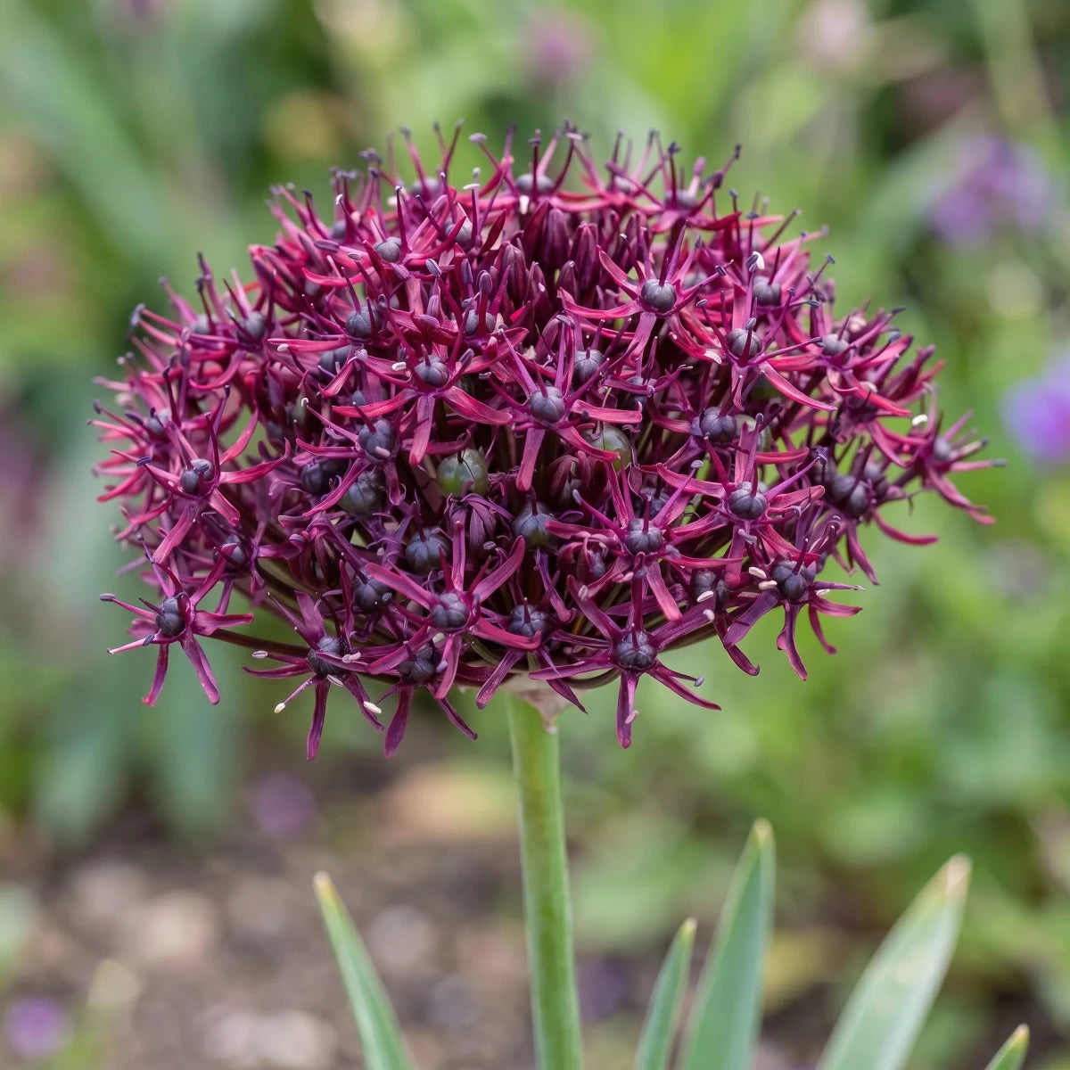 Allium 'Atropurpureum' - Harding & Bloom