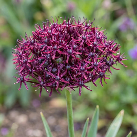 Allium 'Atropurpureum' - Harding & Bloom