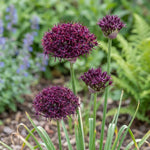 Allium 'Atropurpureum' - Harding & Bloom