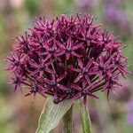 Allium 'Atropurpureum' - Harding & Bloom