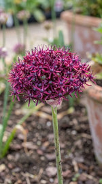 Allium 'Atropurpureum' - Harding & Bloom