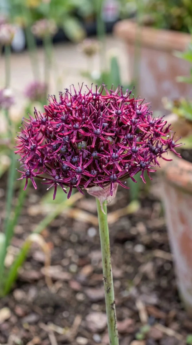 Allium 'Atropurpureum' - Harding & Bloom