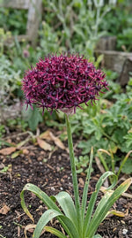 Allium 'Atropurpureum' - Harding & Bloom