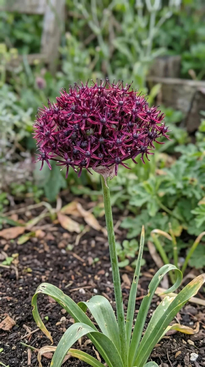 Allium 'Atropurpureum' - Harding & Bloom