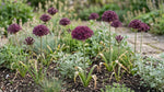 Allium 'Atropurpureum' - Harding & Bloom