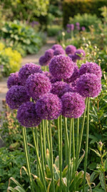 Allium 'Ambassador' - Harding & Bloom