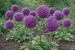 Allium 'Ambassador' - Harding & Bloom