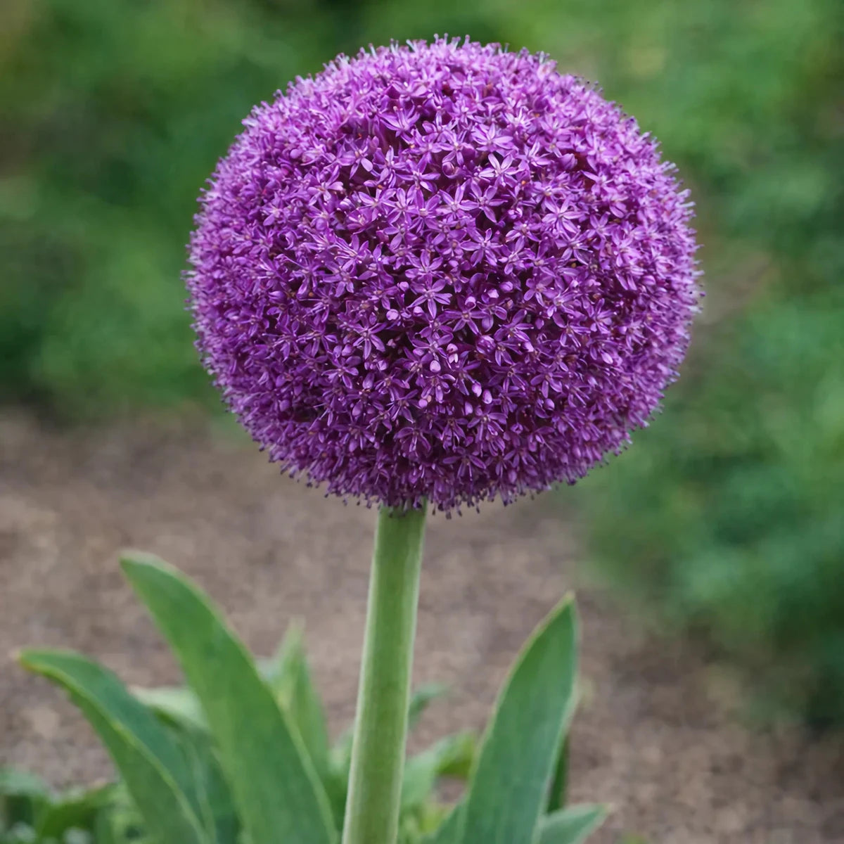 Allium 'Ambassador' - Harding & Bloom