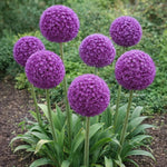 Allium 'Ambassador' - Harding & Bloom