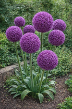 Allium 'Ambassador' - Harding & Bloom
