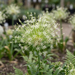 Allium 'Arctic Snow' (Schubert's allium 'Arctic Snow) - Harding & Bloom