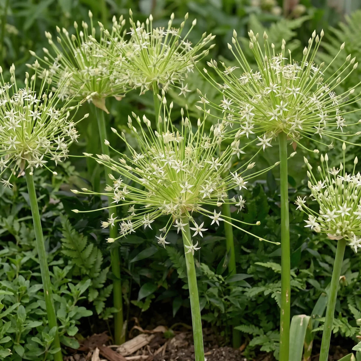 Allium 'Arctic Snow' (Schubert's allium 'Arctic Snow) - Harding & Bloom